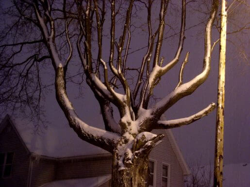 A snow-covered tree at night.