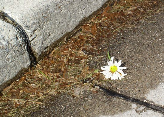 Flower in the gutter near City Park, July 2003.