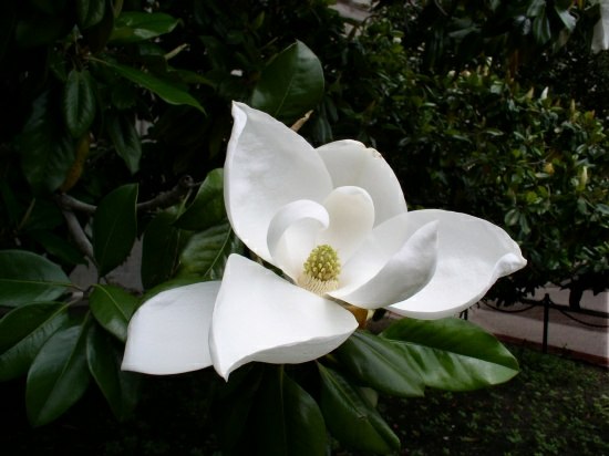 Magnolia blossum, June 2003.