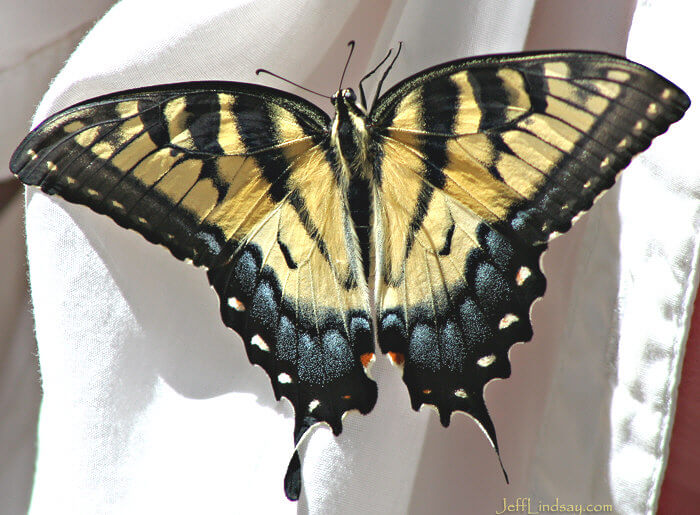 Another view of the newly emerged swallowtail butterfly, Aug. 2008, Madison, Wisconsin.