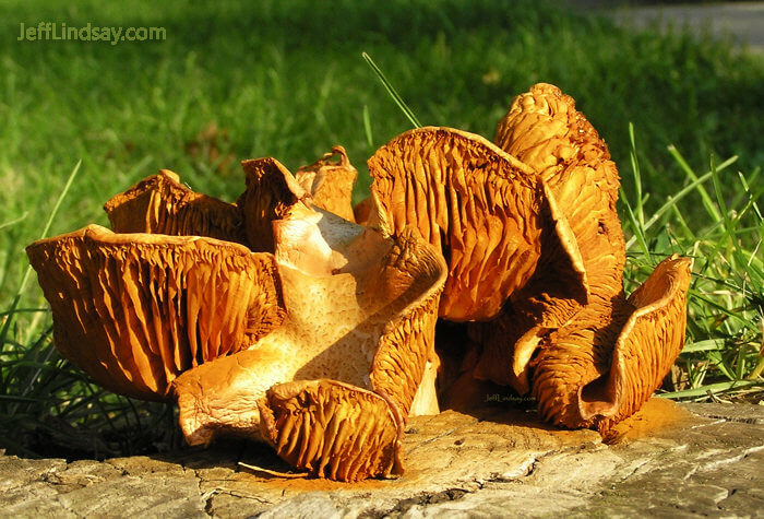 A fungus growing on a stump in Madison, Wisconsin, April 2008.