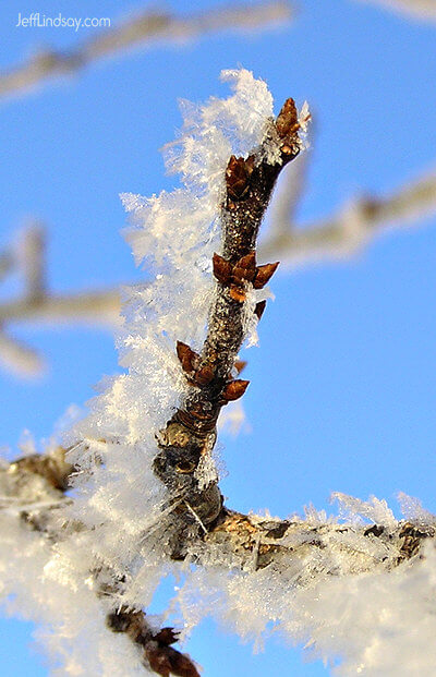 Hoar frost on a tree in our yard, Feb. 23, 2008, Appleton, Wisconsin.