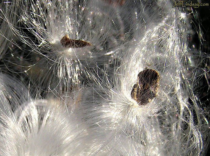 Closeup of milkweed fibers and seeds, Appleton, WI, 2007.