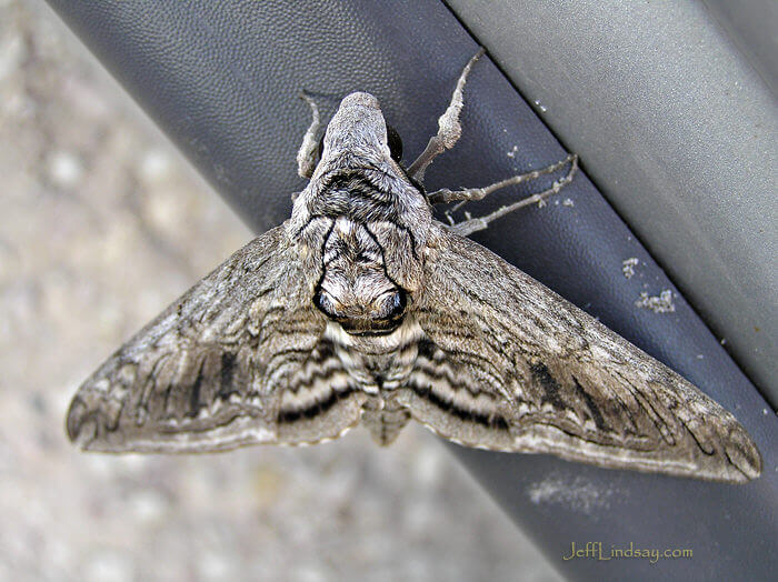 A moth in southern Idaho, June 2008.