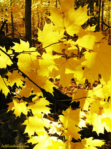 Fall leaves at Plamann Park in Appleton.