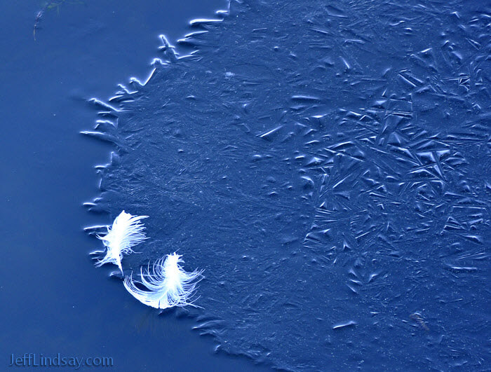 Feathers on ice: some bird feathers suspended by clear ice on the blue water in Neenah's Riverside Park, Feb. 2011.