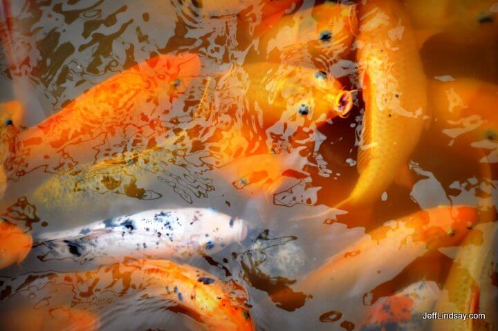Koi, or Chinese goldfish, in a pond at Wu Zhen. June 2011.