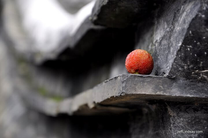 A fallen waxberry fruit landed on this portion of a roof near a bridge in Wuzhen village, China. Glad I walked by and noticed it.