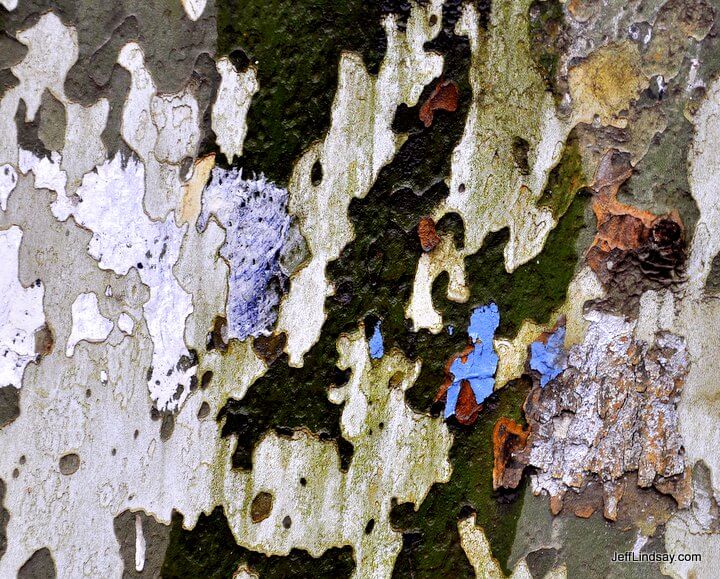 Bark and remnants of a poster on a plane tree in Nanjing.