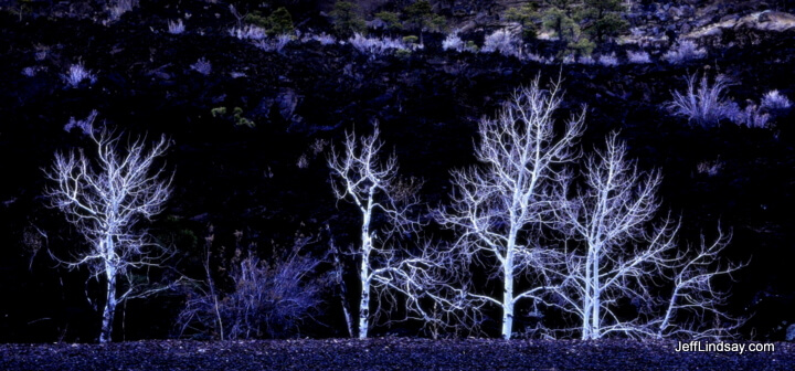 Ghostly trees near a large volcanic area in northern Arizona.