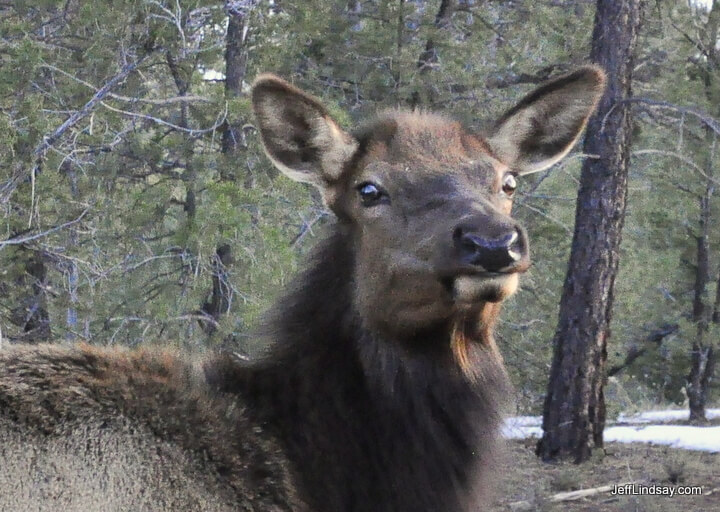 An elk at Grand Canyon South Rim, Jan. 2011.