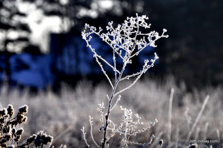 A plant covered with hoar frost, Menasha, Wisconsin.