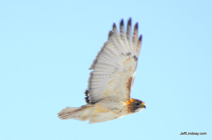 Hawk in flight, Appleton, WI.