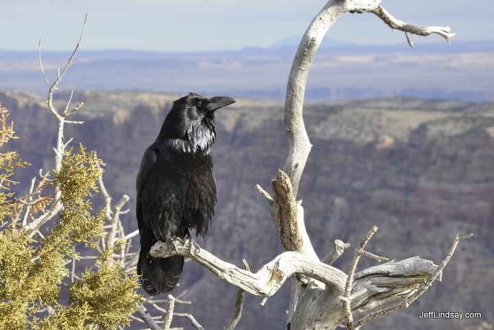 Raven at Grand Canyon South Rim, Jan. 2011.