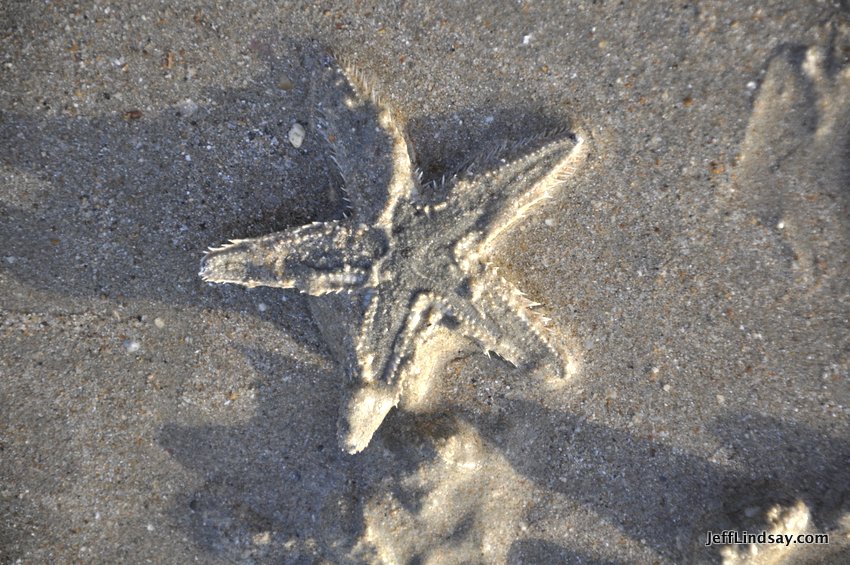 A starfish wiggling its numerous ampullae to sink into the wet sand. Surprisingly fast! 