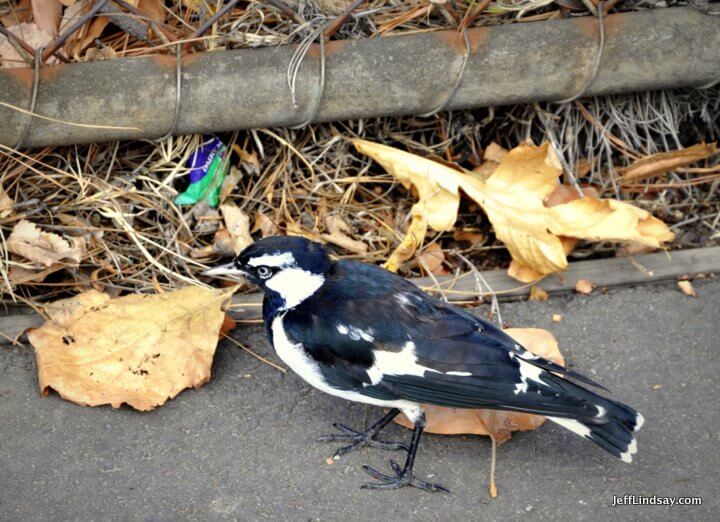 Melbourne, Australia, May 2013: bird and litter