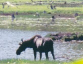 Moose in a Utah lake