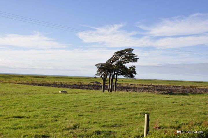 New Zealand: tree near Greymouth