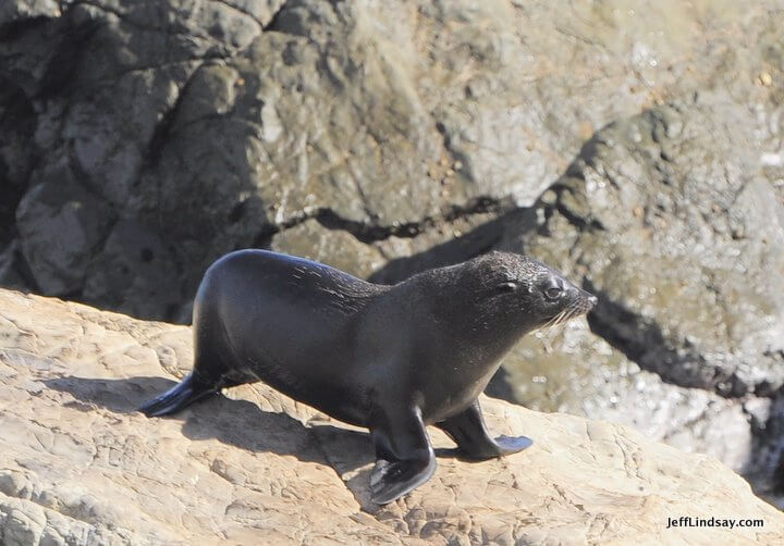 New Zealand: fur seal