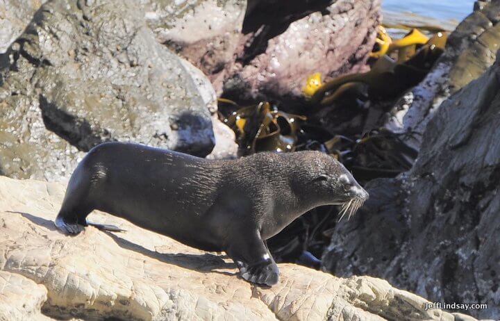 New Zealand fur seal, 2013