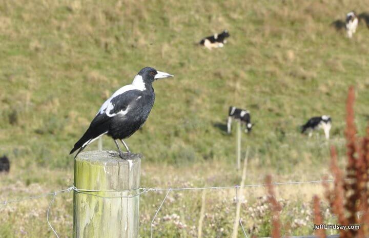 New Zealand: Magpie with black and white cows in the background.