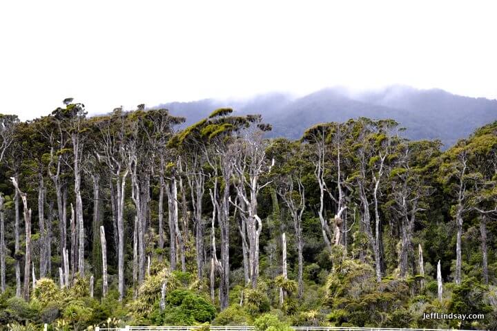 New Zealand: Wind-whipped trees and shrubs on the west coast of the South Island.