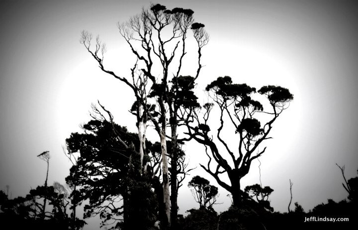 New Zealand: silhouette of trees