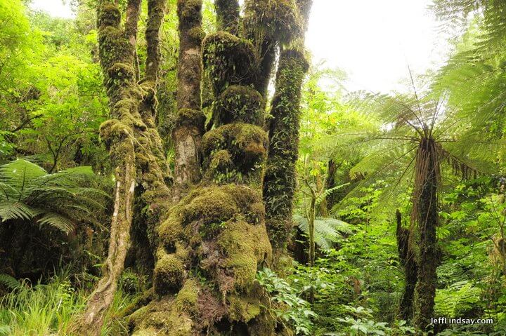 New Zealand: moss and trees