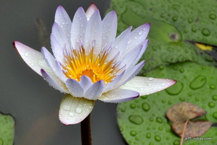 Xiamen, Fujian China, April 2013: water lily, wet