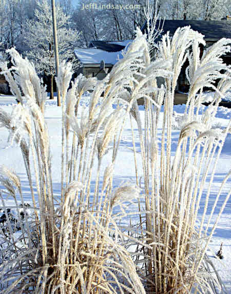 Frost on tall grass near my home, Feb. 2005.