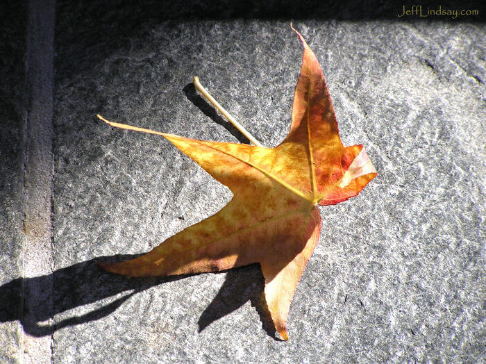 Maple leaf on a stone tile, San Francisco, Nov. 2006.