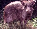 peccary - a hairy boar