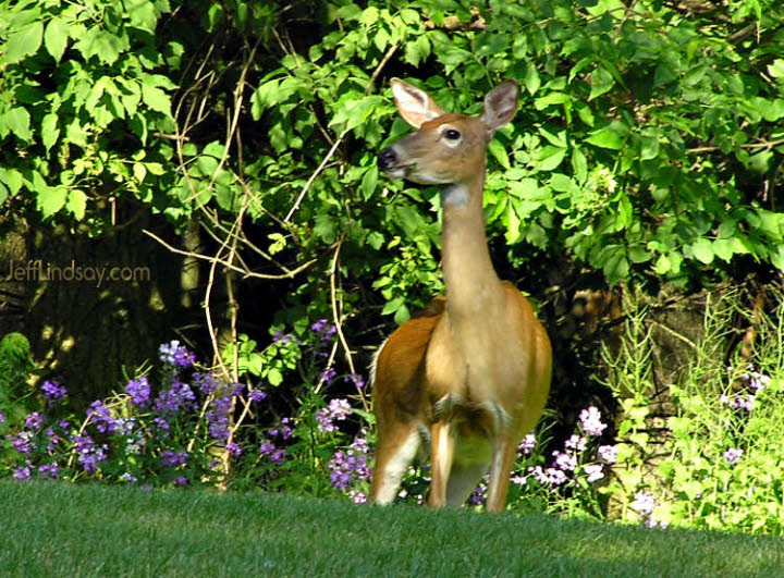 This is an area with a lot of deer. This one was spotted at Outagamie County Park.