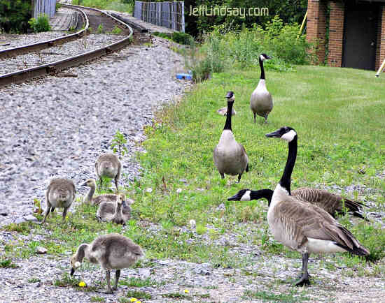 Appleton has plenty of Canadian geese. Here a couple families snack on grass near the railroad tracks in the Oneida Flats area.