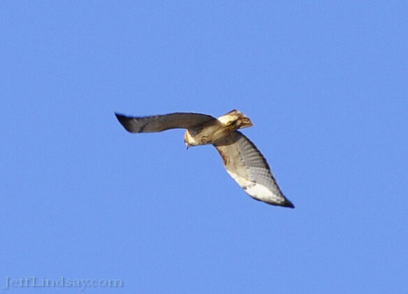 Hawk flying over the Fox Valley, Dec. 2009.