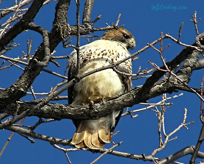 A hawk perching over Neenah on Castle Oak Drive.