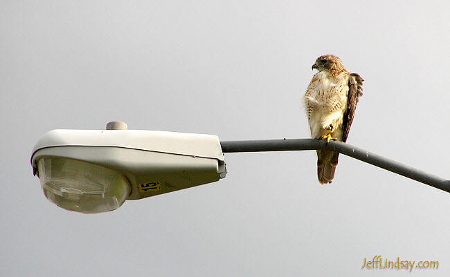 One of Appleton's many red-tailed hawks surveys traffic and other potential prey from a street light. Part of our approach to Homeland Security.