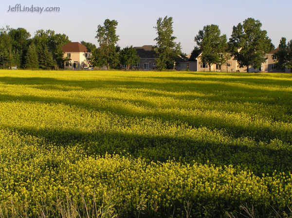Yellow fields of flowering crops (soybeans?) on the south side of Appleton, June 2005.