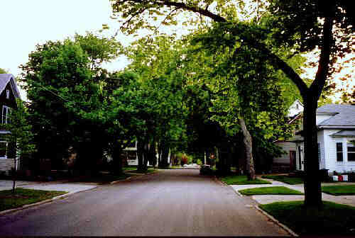 Tree-lined street in Appleton.
