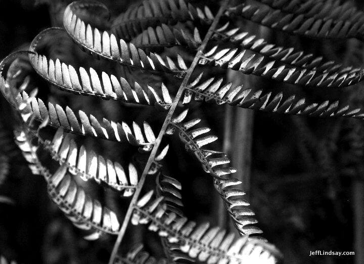  fern shadows                                   