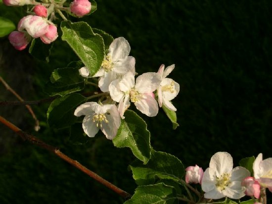 Apple blossums, my yard.