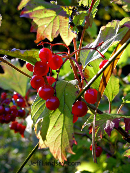 Some berries that were growing right next to the clump of grass photographed above.