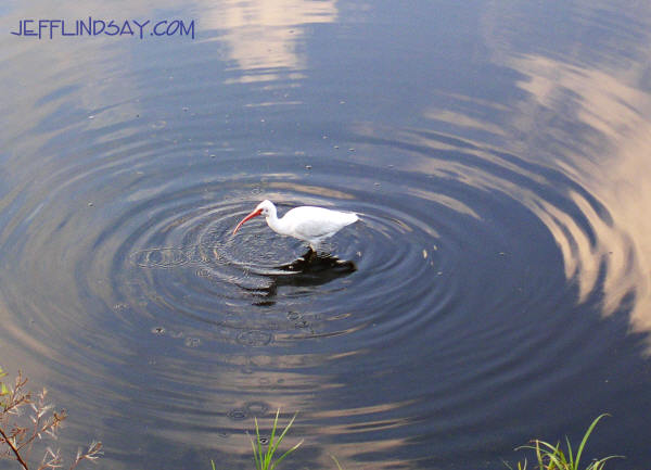 A bird in a pond in Orlando, Florida, Jan. 2005, on a business trip.