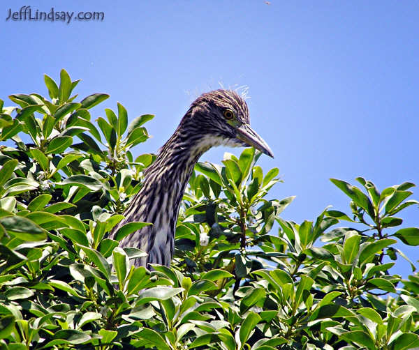 A bird near the bay in San Francisco, California.