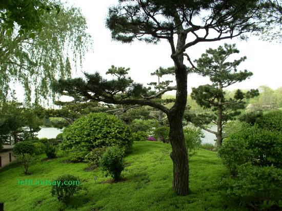 Tree in the Japanese Garden of the Chicago Botanic Garden, May 2004.