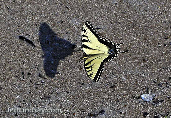 Butterfly flying over the shore of Lake Winnebago, Aug. 2005.