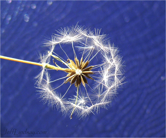 Dandelion-like seeds on a plant in Utah.