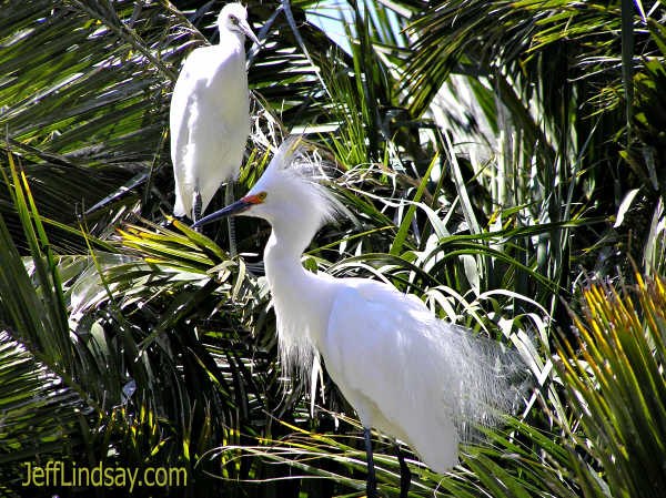 Egrets near San Francisco Bay, June 2005