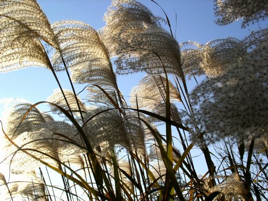 Tall plants near the Kimberly-Clark entrance on Winchester Road, Neenah, October 2003.