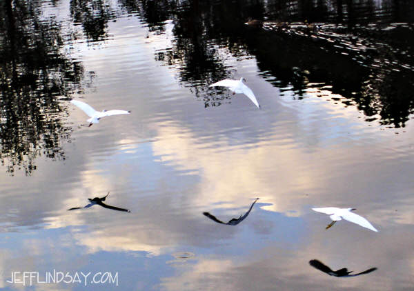 Birds glide over a still pond in Orlando, Florida - again, right next to my hotel parking lot at the Wyndham Hotel.